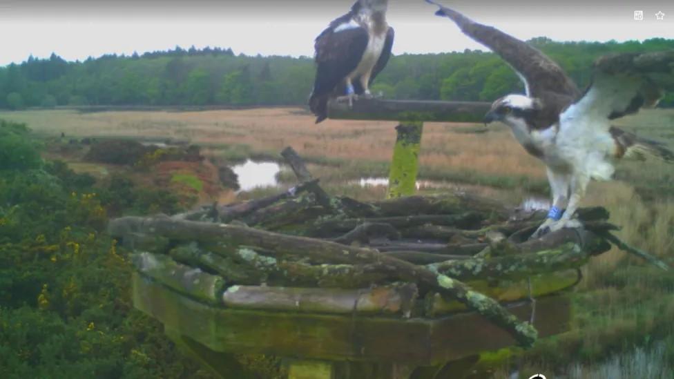 A webcam view of two ospreys on their nest near Poole Harbour