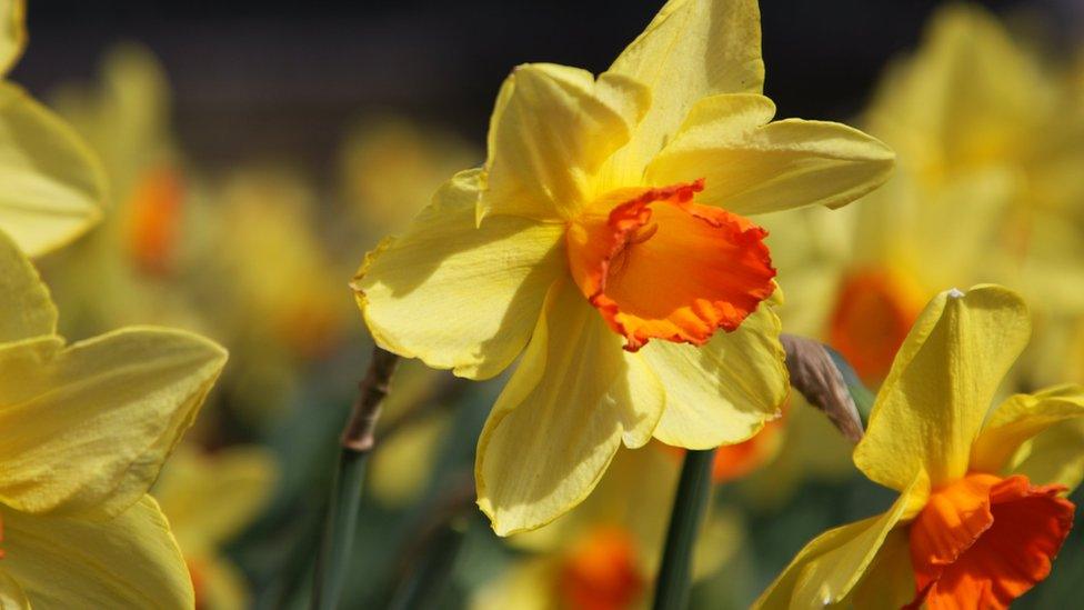 Daffodils