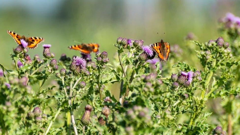 Butterflies on thistles