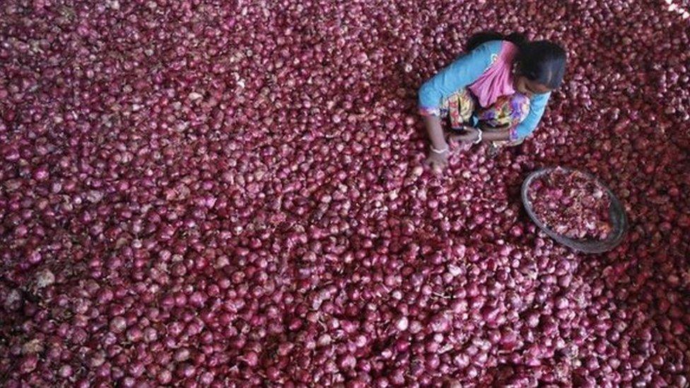 A labourer spreads onions for sorting at a wholesale vegetable market in the northern Indian city of Chandigarh