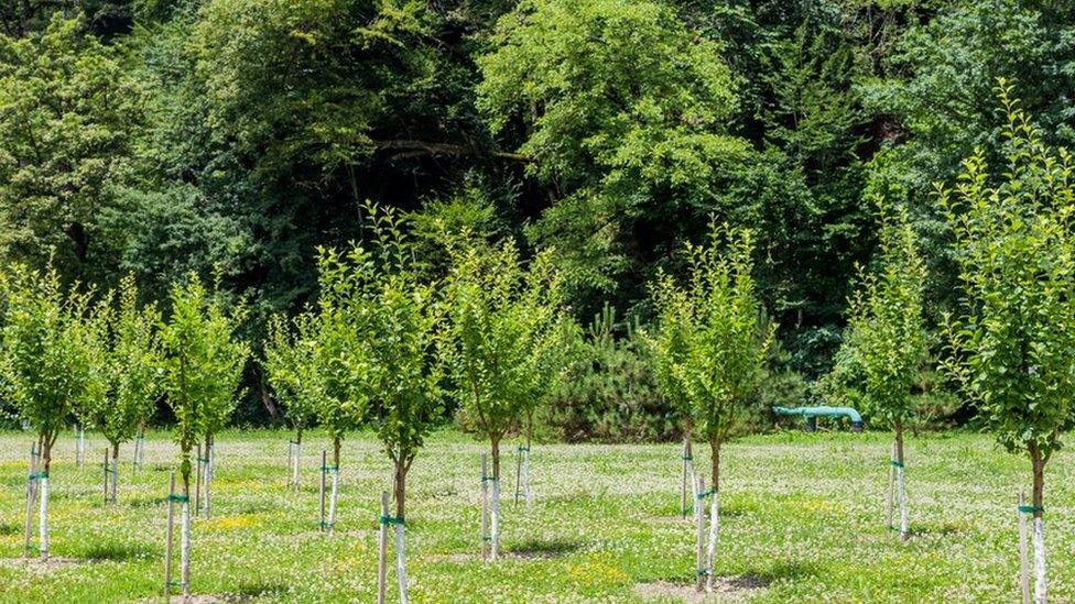 Young trees in front of a wood