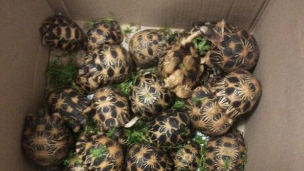 2 of the Radiated Tortoises died due to broken shell due to travel stress. Rest are alive and munching on Dhaniya