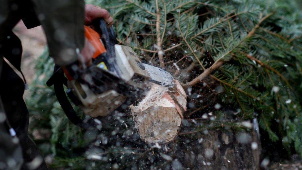 Tree being trimmed at Pimms Christmas tree farm in Matfield Kent