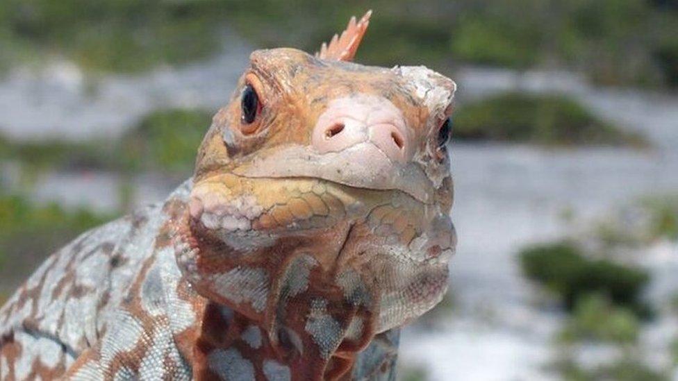 White Cay rock iguana