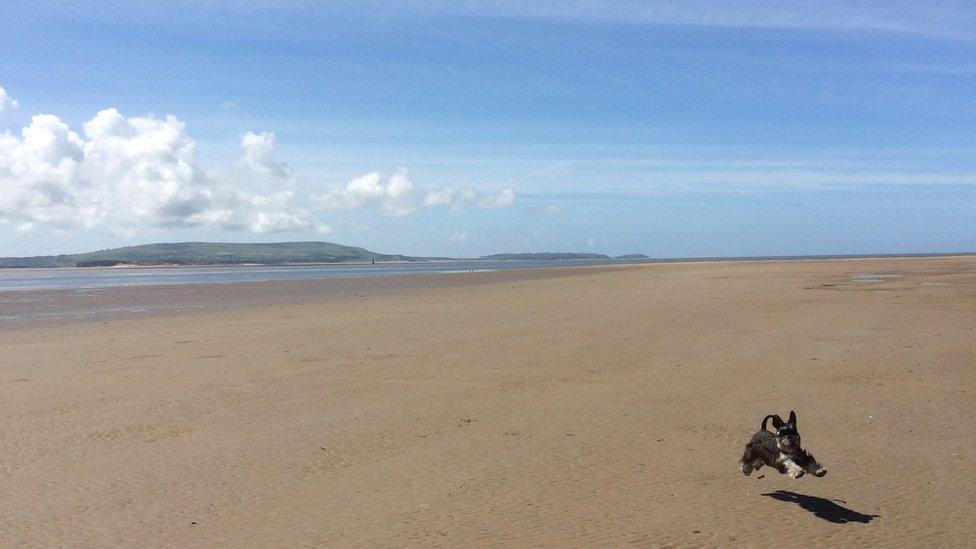 Leo the schnauzer on Burry Port beach