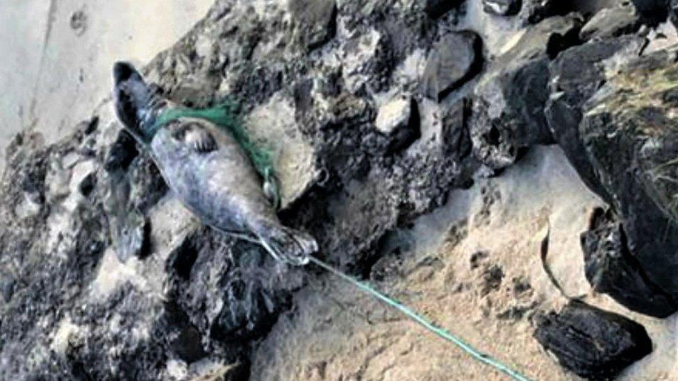 Seal tangled in netting