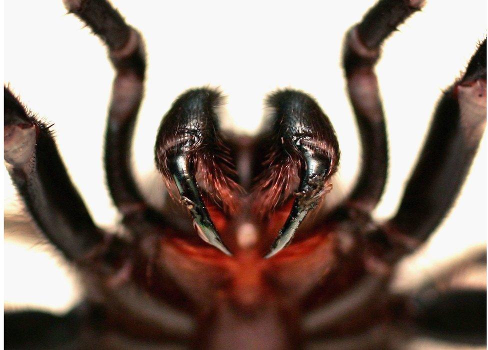 A Funnel Web spider is pictured at the Australian Reptile Park 23 January 2006 in Sydney, Australia.