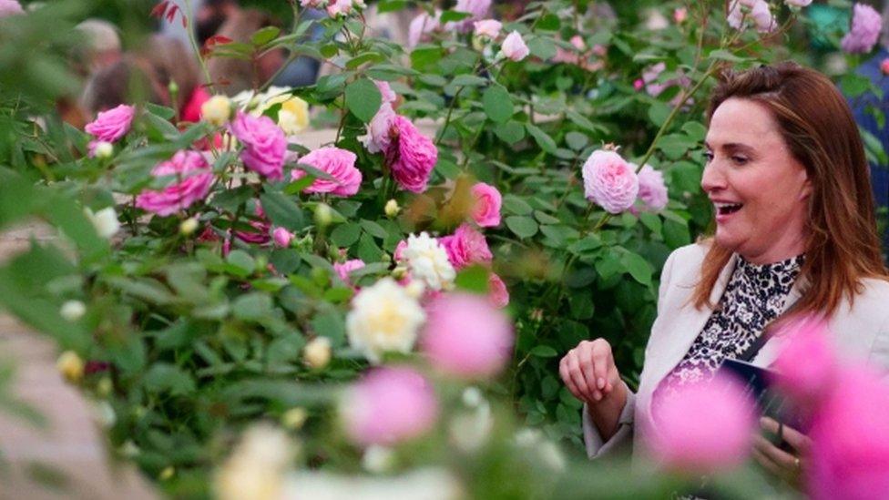 A visitor looks at flowers on the David Austin Roses garden at the RHS Chelsea Flower Show