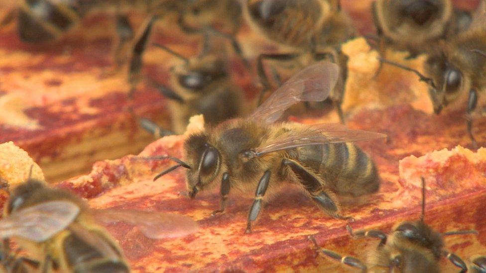 Native honey bees can withstand even the dreichest of Scottish weather