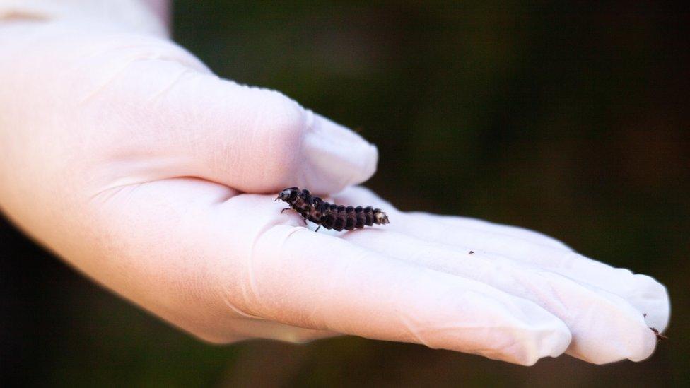 Larvae of the glow worm