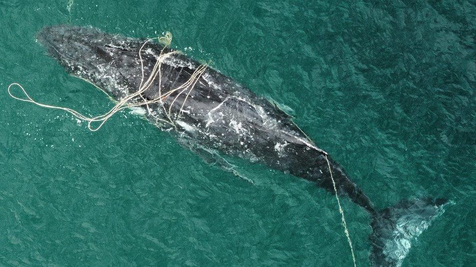 Humpback whale tangled in rope