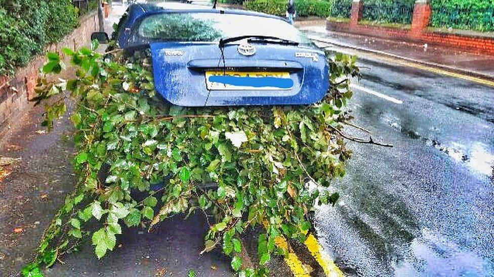 Car with foliage sticking out of boot