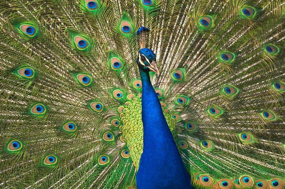 Indian peafowl