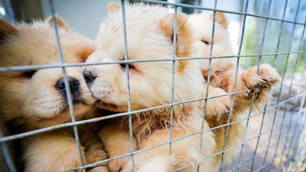 Chow Chow puppies are one of the popular breeds being smuggled in