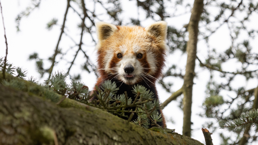 Red Panda Nilo in his newly created habitat