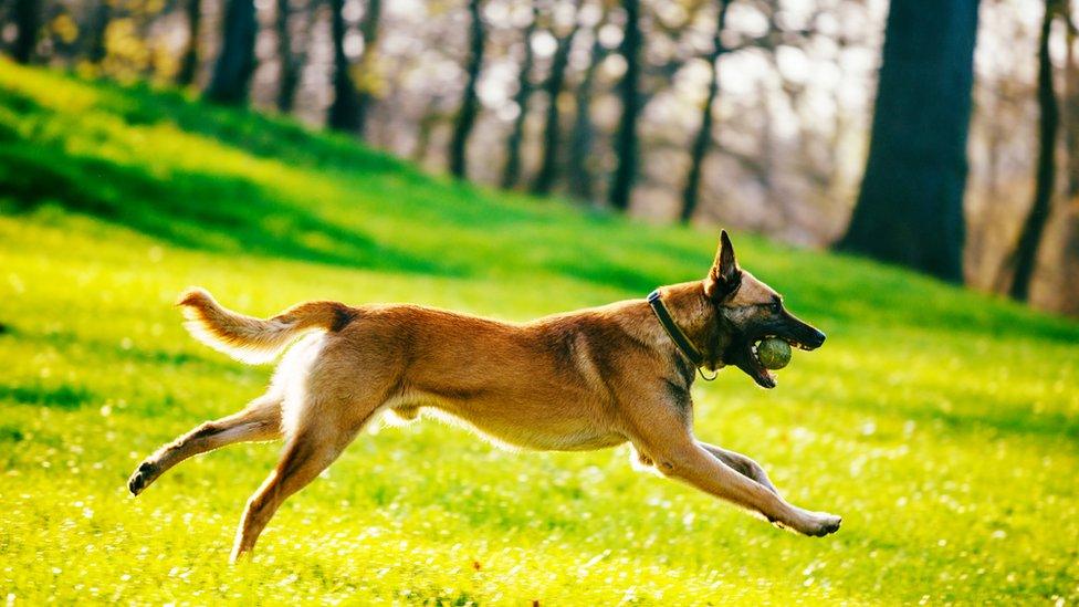 Belgian Malinois dog