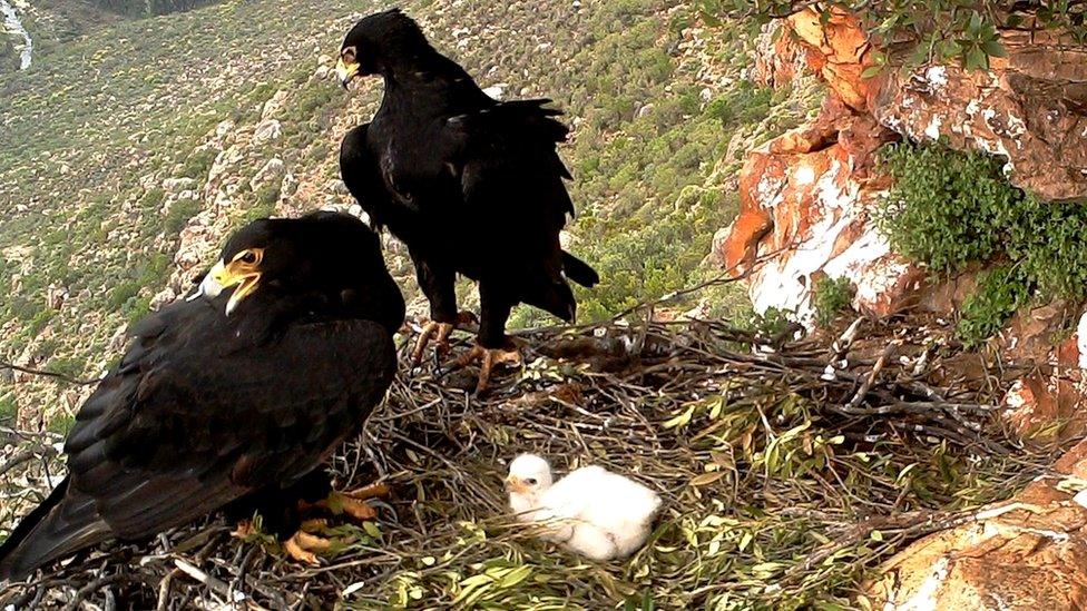 Verreaux's eagle chick with parents