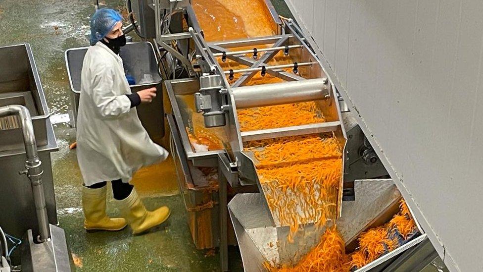 Carrot production at Alfred G Pearce