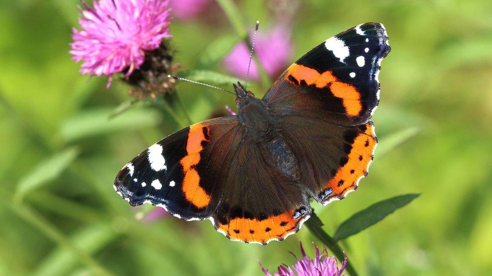 red admiral