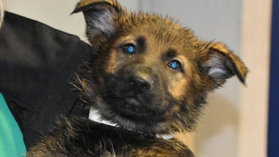 South Wales Police puppy Apollo