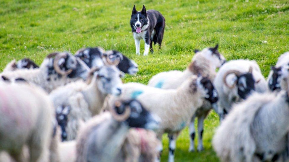 A border collie stands near