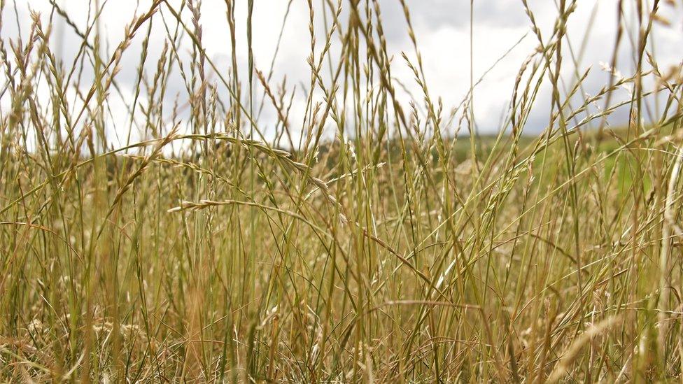 Grass at Joyce Campbell's Armadale farm