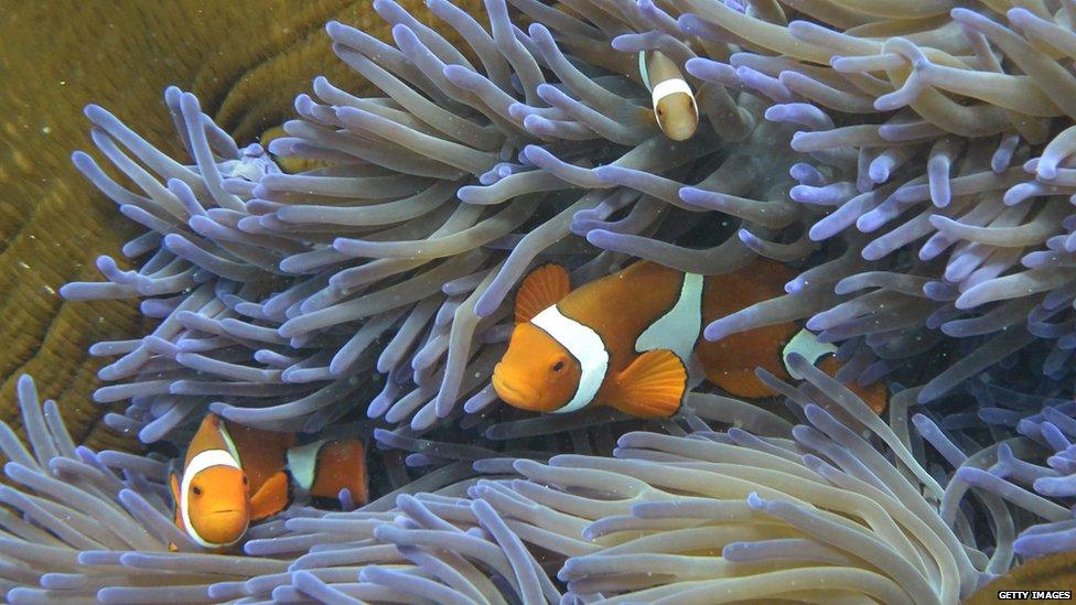 Fish swimming in a reef