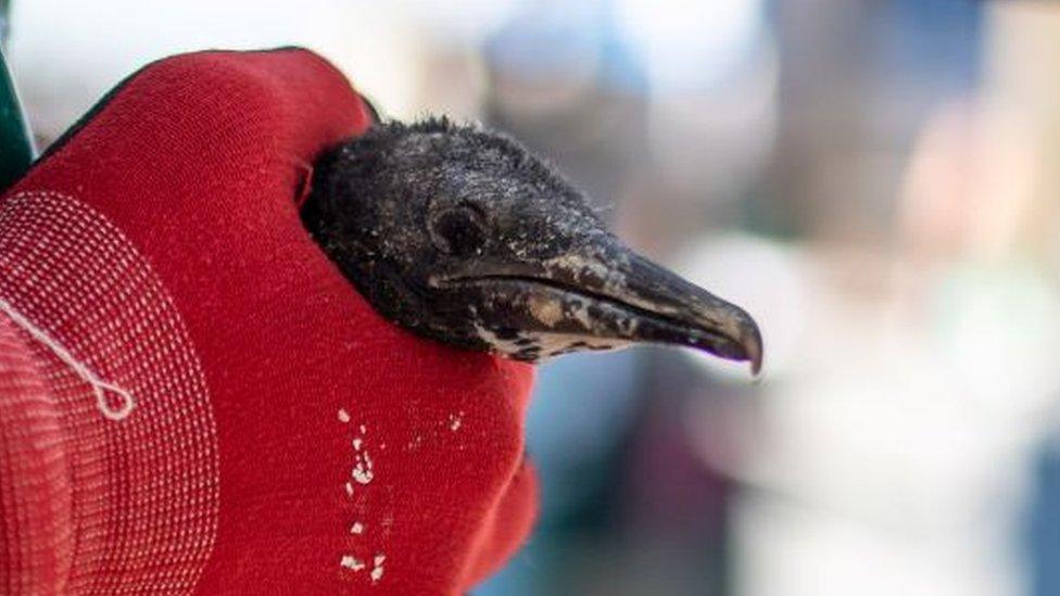 A rescuer handles a cormorant chick