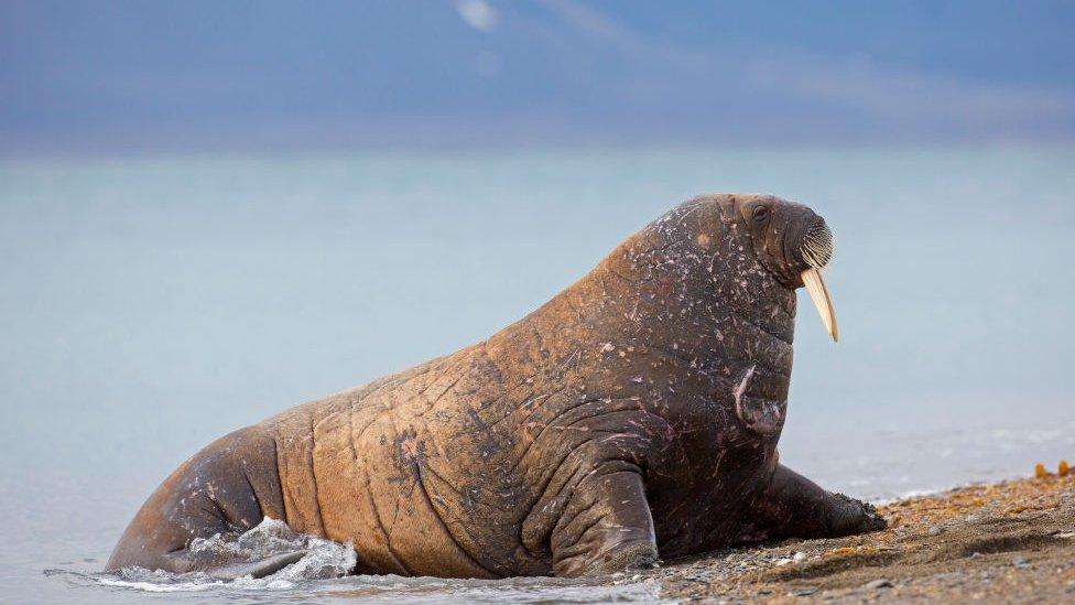 A male walrus on a beach