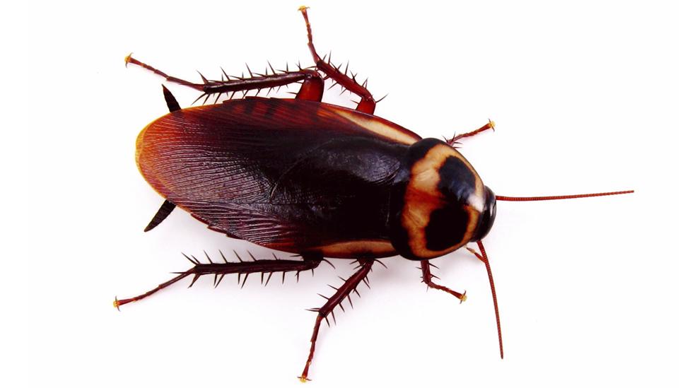 Cockroach