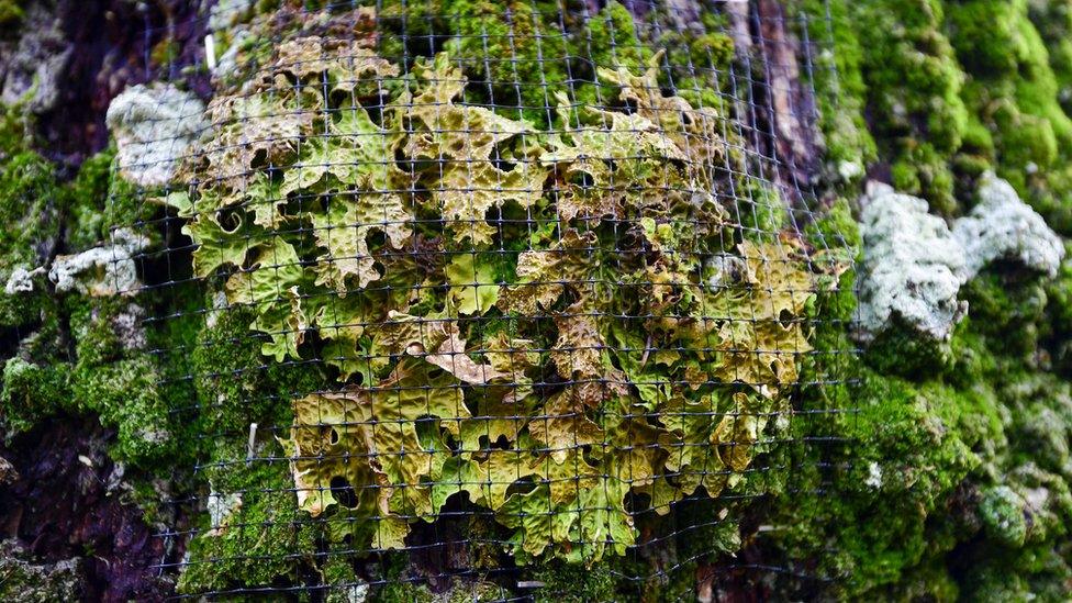 Lungwort secured by netting