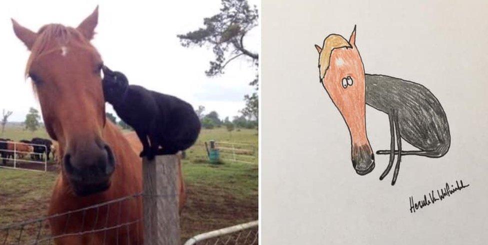 horse and cat