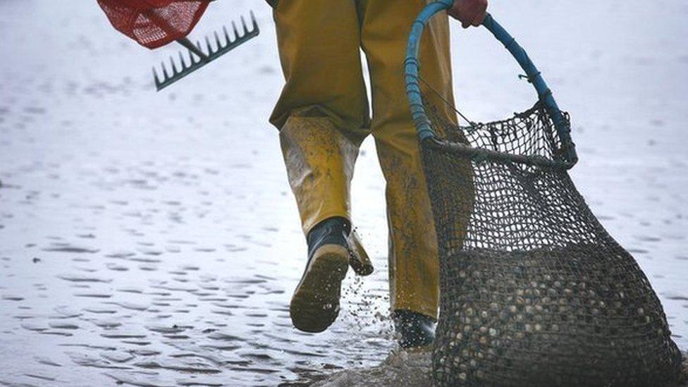 Cockle picker