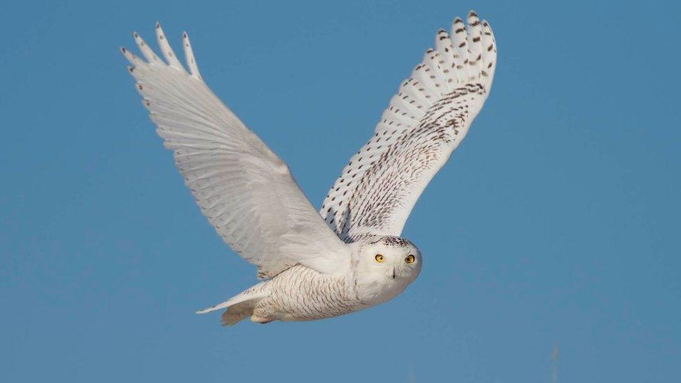 Snowy owl (c) Doug Hitchcox