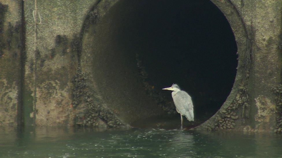 The local river flows into the marina