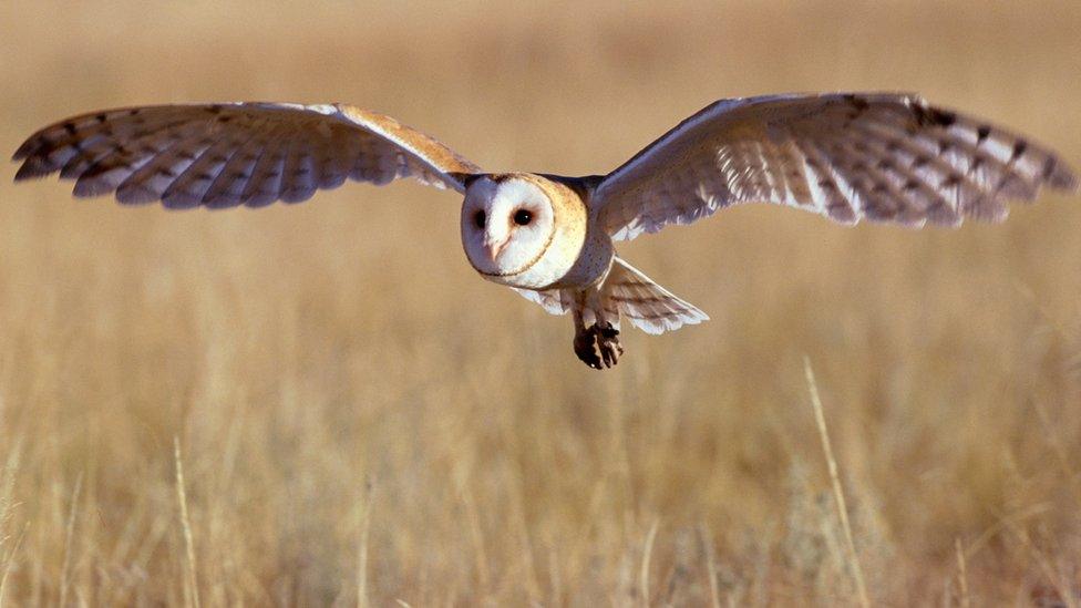 Barn owl