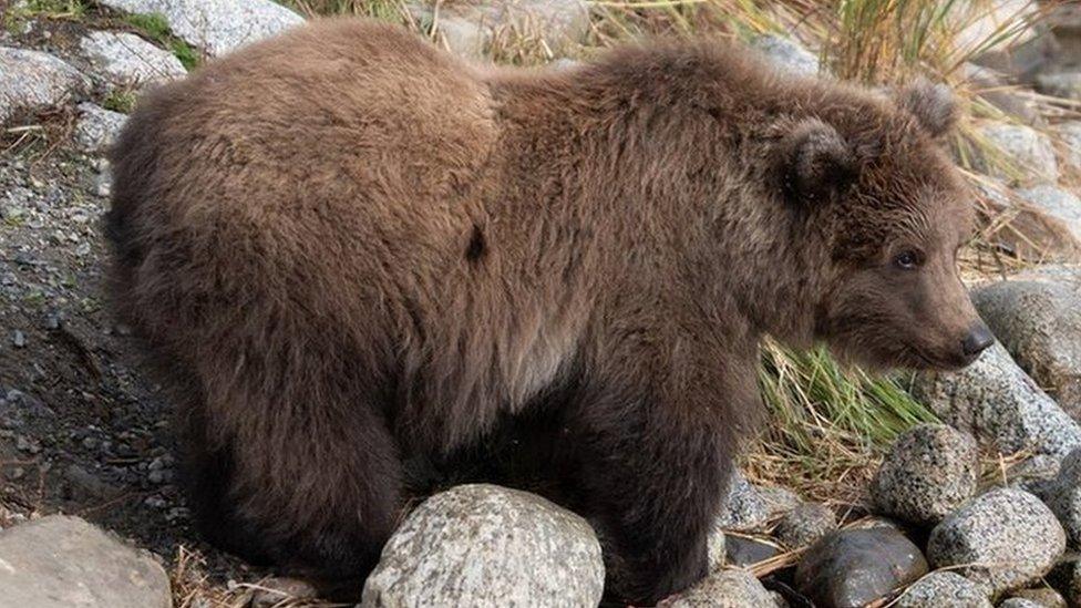 Fat Bear Week in the US began on 4 October