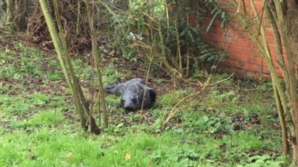 The seal in the back garden of a holiday home at Blakeney