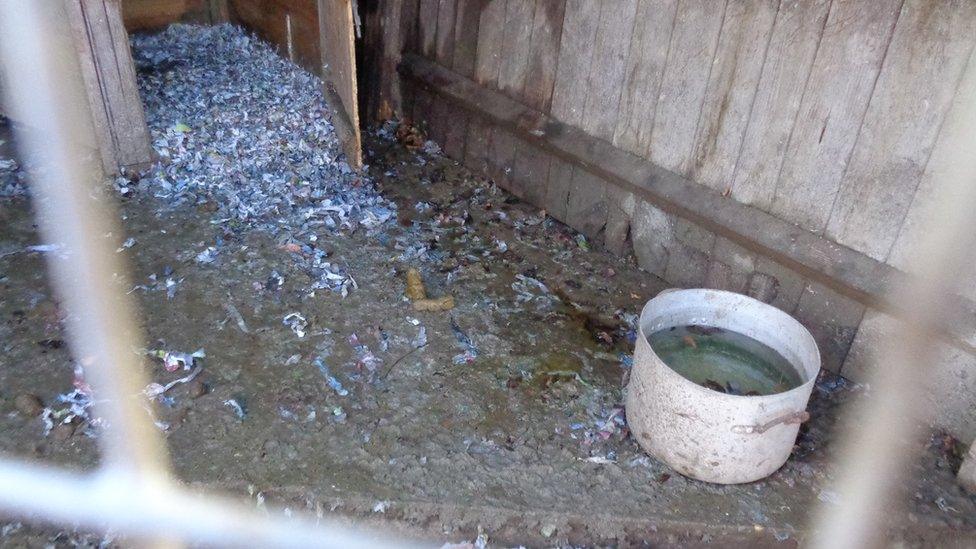 Squalid conditions at a makeshift puppy farm