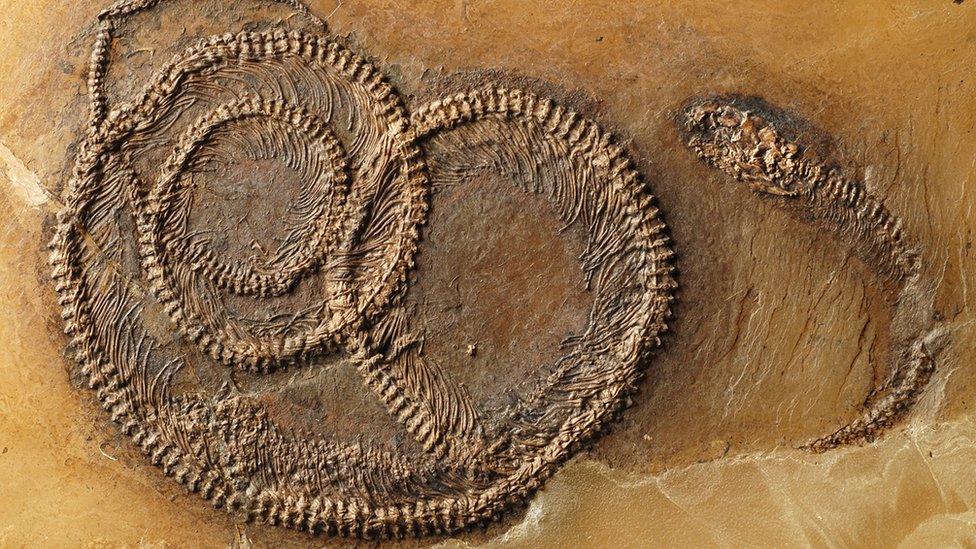 snake fossil