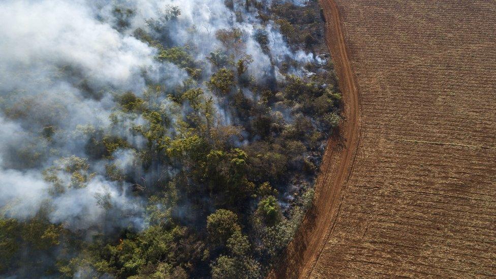 Triggered forest fire and deforestation for planting soybeans in the Amazon