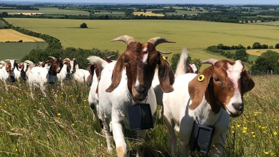 Does of Boer goats