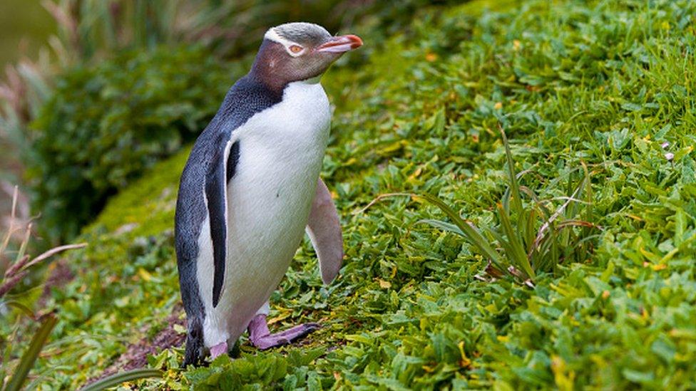 A rare yellow-eyed penguin that won New Zealand's bird of the year award