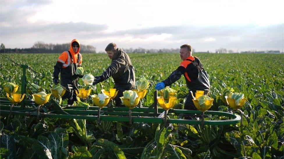 Cauliflowers being harvested