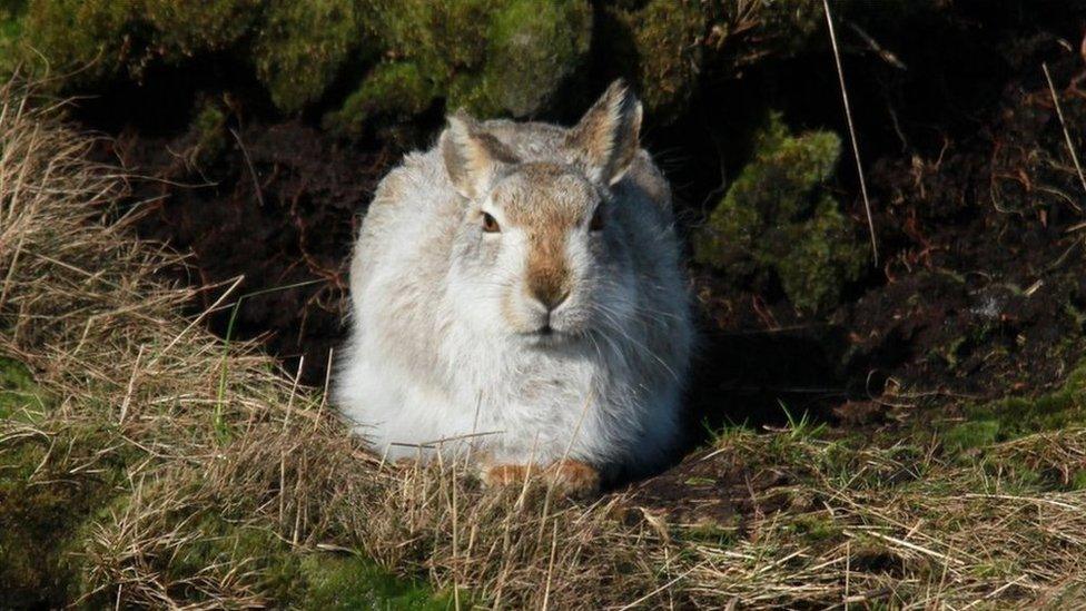 A Peak District mountain hare