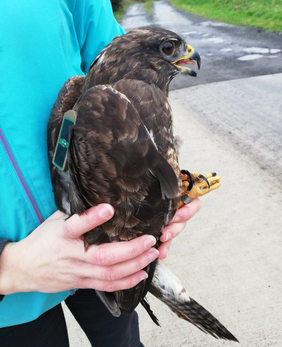 A buzzard