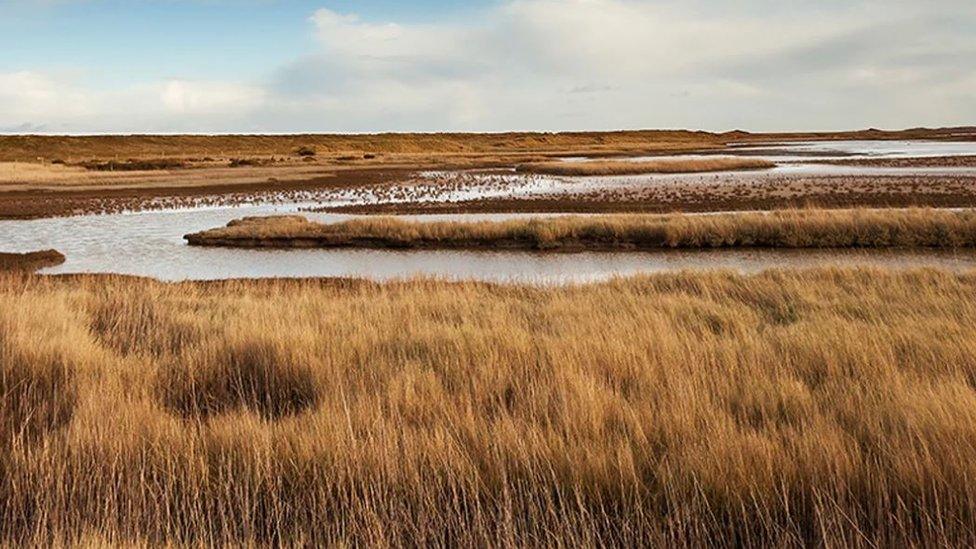 Salthouse reed beds