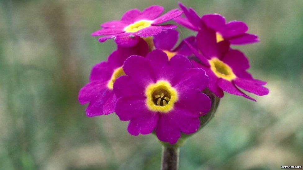 Scottish Primrose