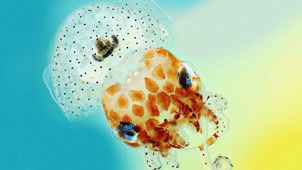 Hawaiian bobtail squid