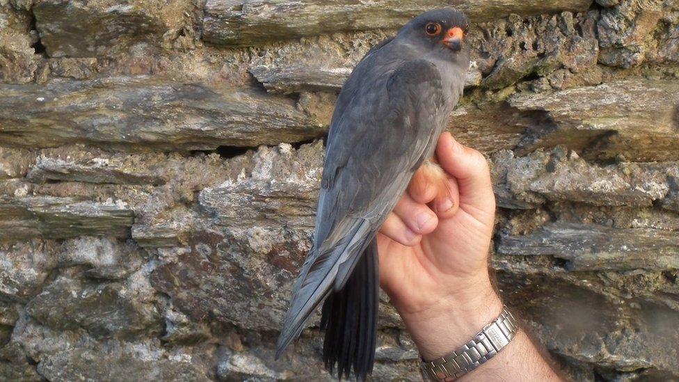 Adult male Red-footed Falcon